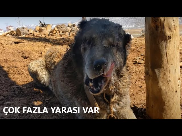 KANGAL KARAOĞLAN 11 KURTLA BOĞUŞTU AĞIR YARALI (İroni)