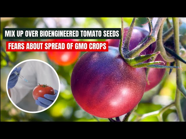 The Amazing GMO Tomato Seed Mix Up 2024 04 29