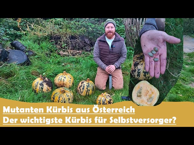 Der wichtigste Kürbis für Selbstversorger! Steirischer Ölkürbis