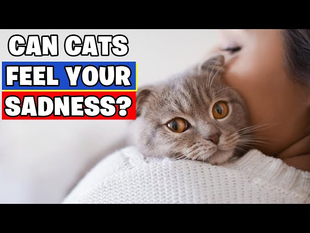 Can Cats Sense Anxiety & Depression in Humans?