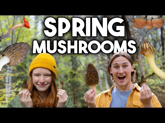 Foraging and Identifying Spring Mushrooms in Alberta