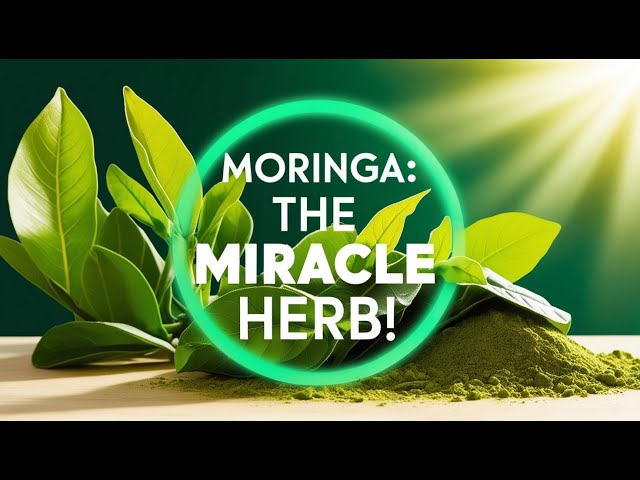 Moringa Revealed: Superfood Secrets and Pregnancy Safety!