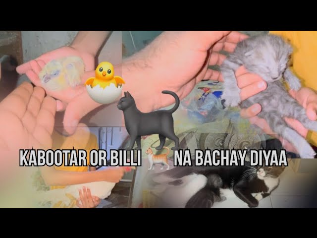 billi 🐈 na bachay day dia || ajj sirf animal hi dekhaonga ajj k vlog m ||  #vlog #vlogger