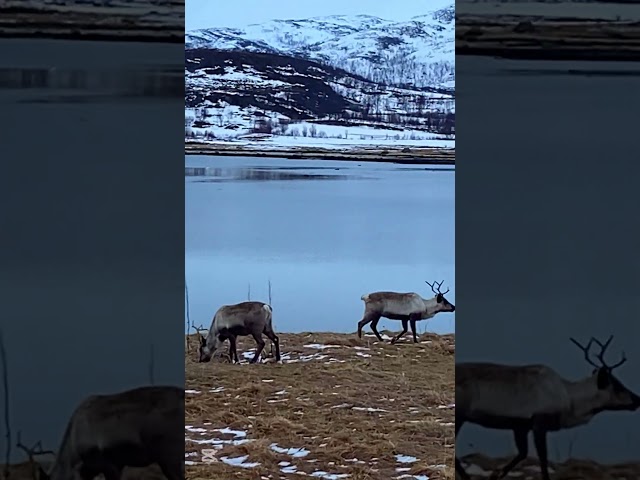 Tromsø winter 🥶❄️🇳🇴😍