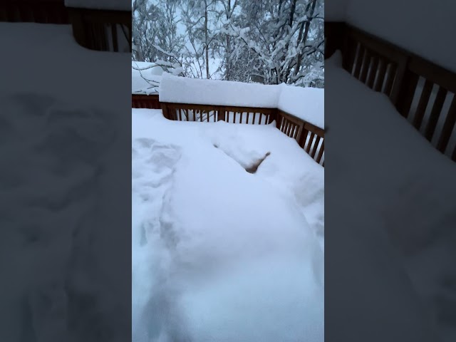 dock diving dog meets blizzard