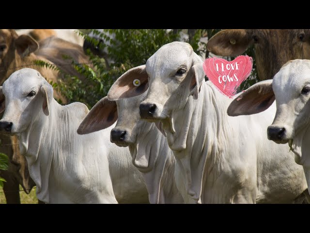 DIFFERENT COW BREEDS GRAZING REAL COW VIDEOS | Cow Video