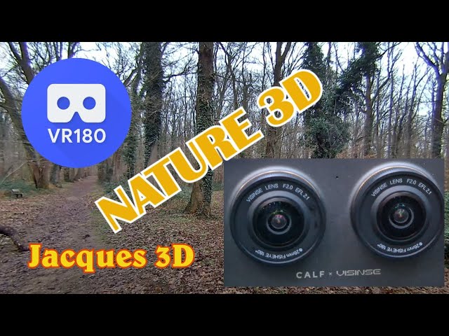 VR180 3D -  8K -  NATURE 3D -  Bois et forêt  - 13 février 2025