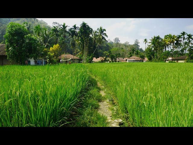 BIDUAK VILLAGE | The Village on the Equator Line and Hidden Settlements | West Sumatra, Indonesia