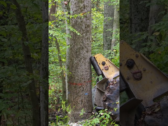 Just A Little Push! #hardwood #hardwoodlogs #loggers #hardoodmanufacturer #logging