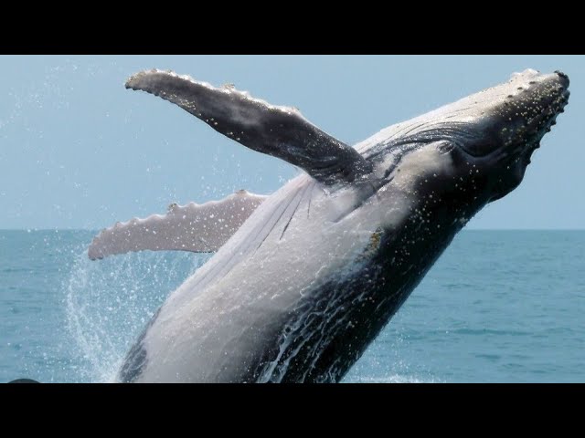 The Whale's Whisper: A Tale of Patience and Perseverance | Educational Stories for Kids | English