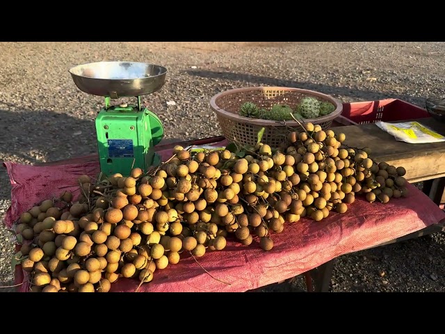 Discover the REAL Battambang Province Street Food That Locals LOVE!