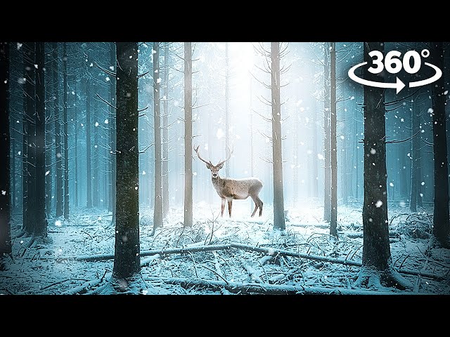 VR 360 COZY WINTER STORY -  Book of Interactive Stories | Nature Sounds for Sleep 4K