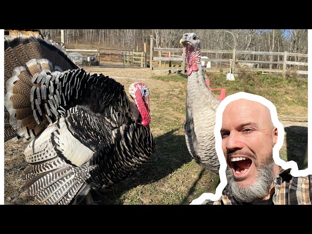 Do Turkeys make good pets?