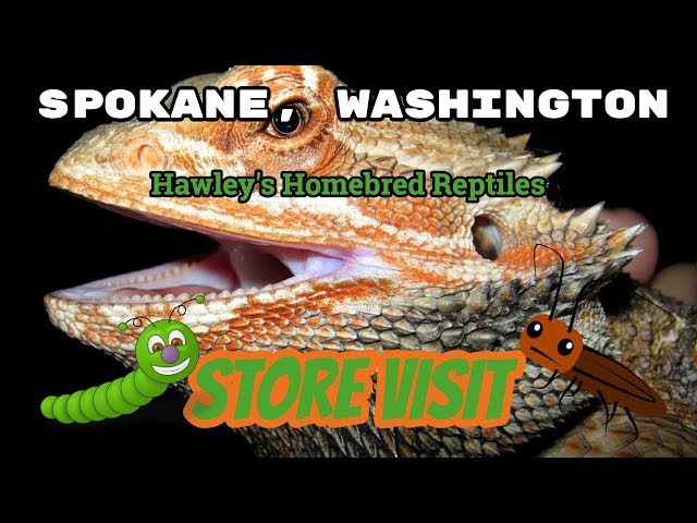 Visiting Hawley's Homebred Reptiles in Spokane