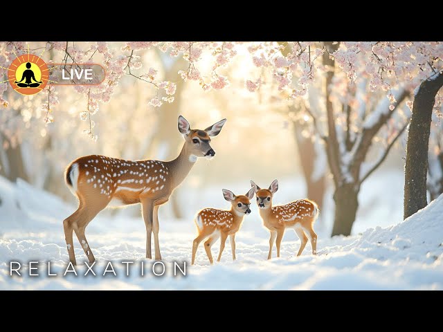 🔴 Beautiful Relaxing Music 24/7 ❄️2948 - Peaceful Soothing Music, Reduce Stress & Anxiety, Snowfall