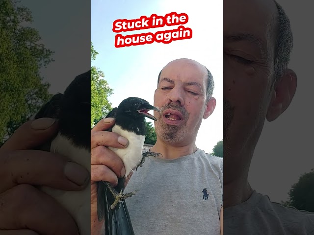 Rescue Magpie in stress for you