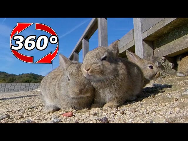 VR 360° | There are so many cute baby rabbits!