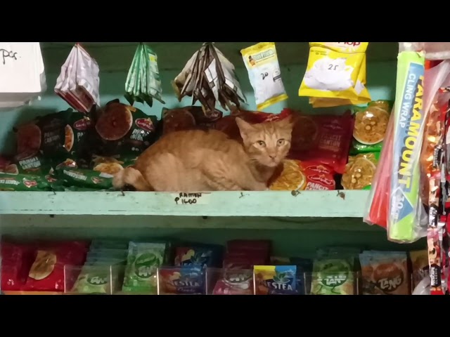 A CAT INSIDE THE STORE #trending #video #highlights #animals