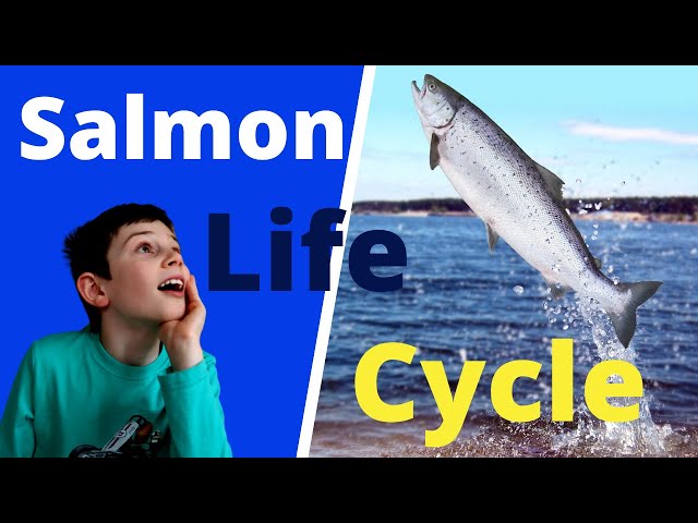 Salmon Life Cycle for Kids | Salmon Resources for Teachers and Students