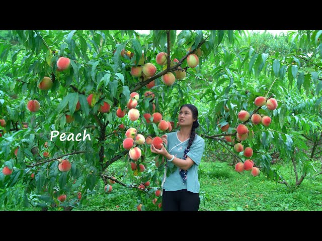 Harvesting GIANT Peaches and Making Jelly!