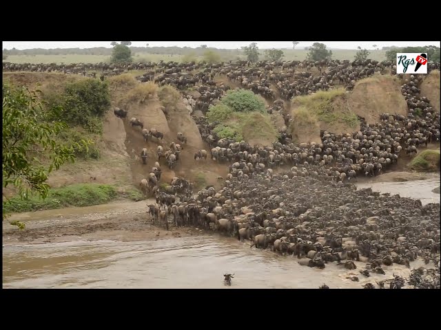 ANGALIA WANYAMA WANAVYOVUKA MTO MARA. SERENGETI, THE GREAT MIGRATION. THE MOST STUNING NATURE!