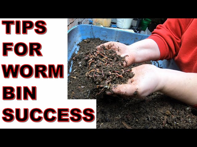 Tips For Success in Your Worm Farm- European Night Crawlers