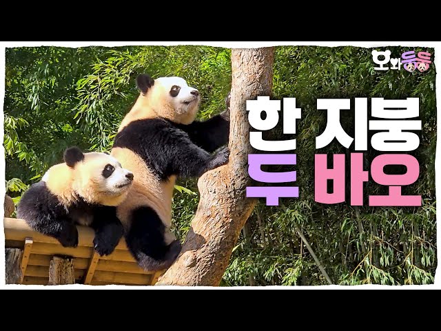 (SUB) When it's outdoors, cute Hui and lovely Rui│Panda World