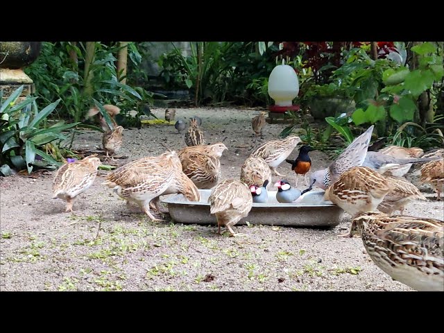 feeding quail laying eggs in the afternoon - aviary mini 58