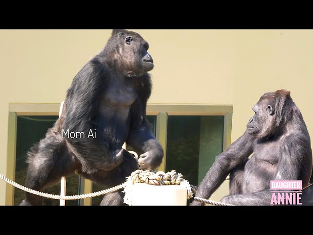 Wounded Gorilla Mom Enjoys To Play With Her Daughter Again | The Shabani Family