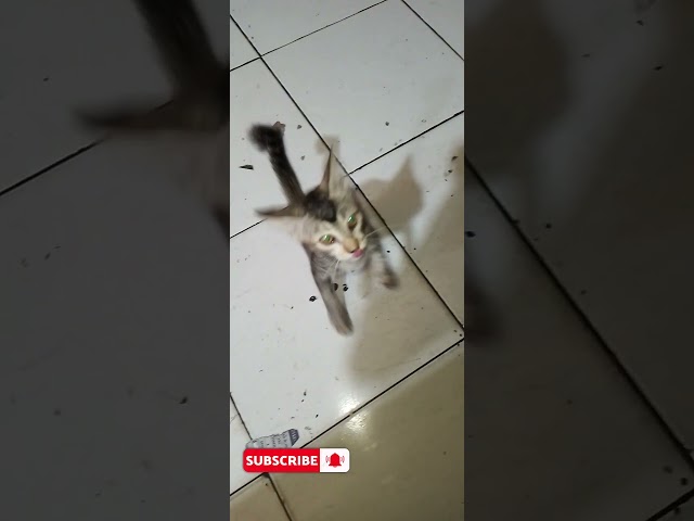 Suara kucing-mpus bikin gemes #shorts #kucing #kucinglucu #suarakucing