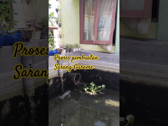 PROSES PEMBUATAN SARANG IKAN GURAME. #gurame #duniaikan