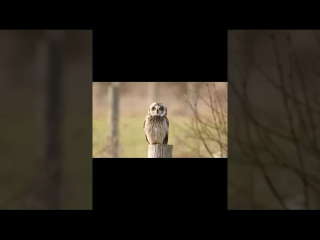 Sarabande By Johann Anthony Logy. With various clips from Elmley Nature Reserve.