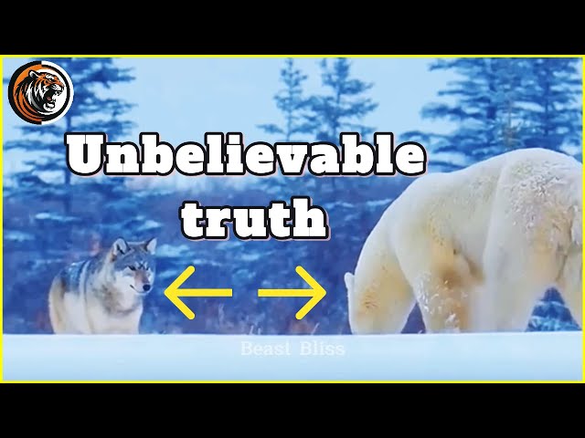 Arctic Survival Battles: Wolves vs Polar Bears in an Epic Clash for Dominance | Wildlife Documentary