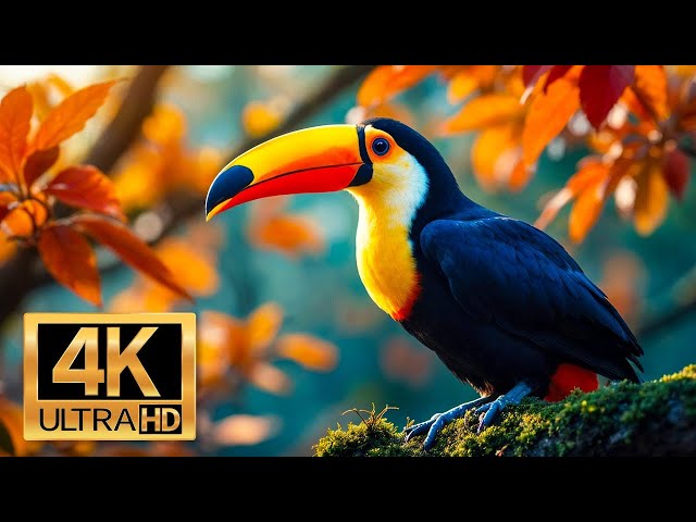 Amazon Wildlife In 4K - Animals That Call The Jungle Home | Amazon Rainforest | Relaxation Film