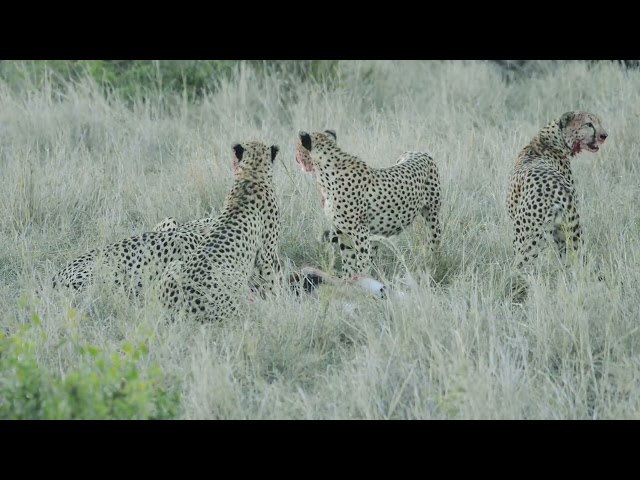 masai mara 1st teaser