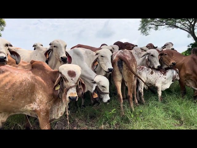 Genética mejorada del Gyr con características Lecheras | El Salvador en el Campo #gyr #vacas