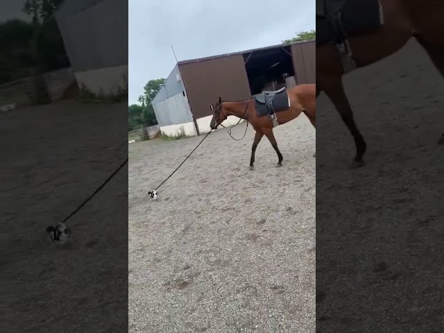 Puppy Walking a Horse! 🐶🐴 Who's in Charge Here? 😄 #Shorts