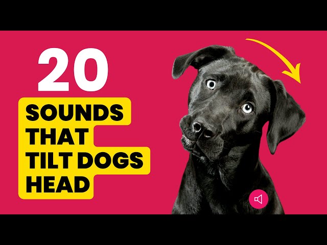 20 DOG Sounds That Make Dogs Tilt Their Head Left & Right 🐶