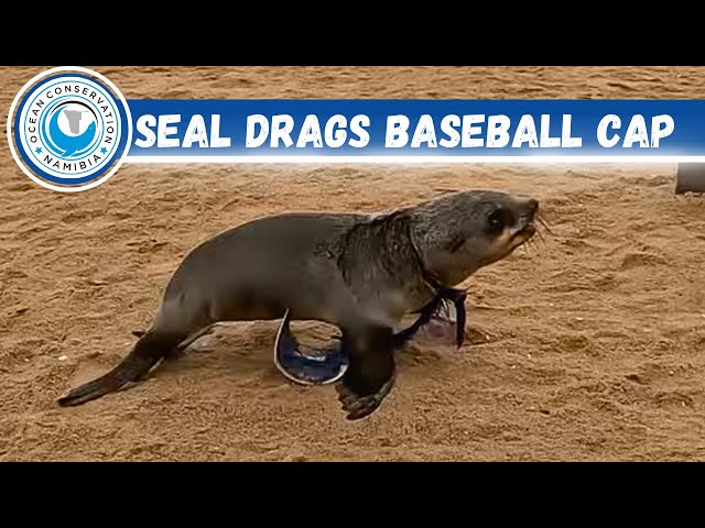 Seal Drags Baseball Cap