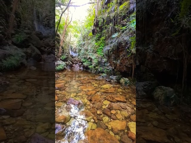 River water in unspoiled nature#riverwater #waterfall #forest