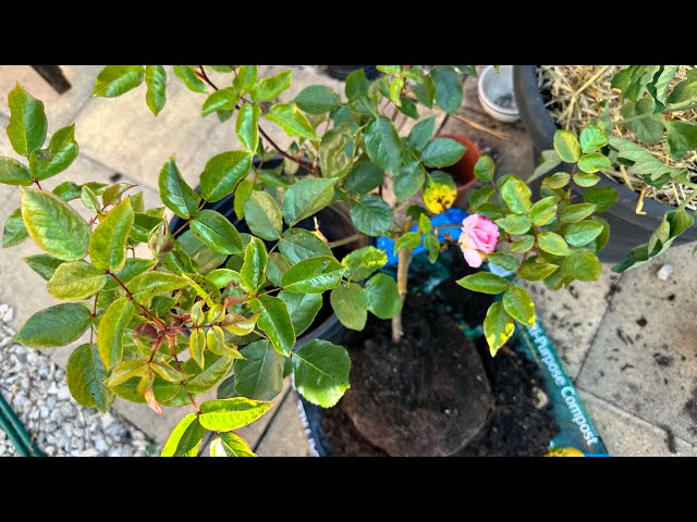 How to Repot Rose Plants with Organic Fertilizer | Step-by-Step Guide | Don't Worry #rose #gardening