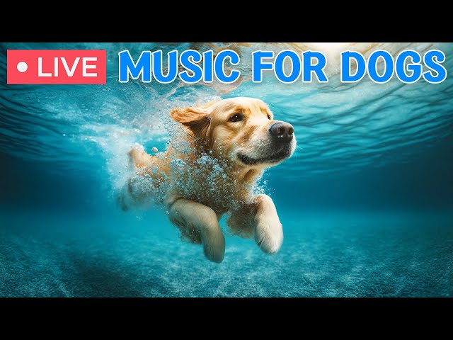 🔴 24 Hours of Dog TV🎵❤️Calming Music for Dogs🐶🩷Dog Separation Anxiety Relief and Stress Relief Music