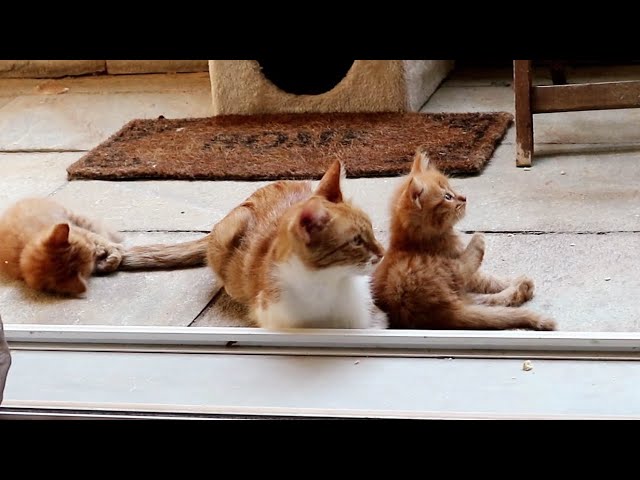 Ginger Kittens Playing and Milking Cat Mom