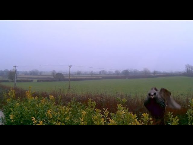 Somerset Webcam // Looking East from Street towards Glastonbury Tor & West Pennard. LIVE STREAM