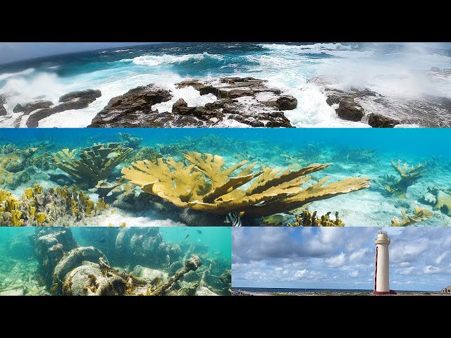 Diving Bonaire's Mystery Coasts ep. 33 | A Diver's Life