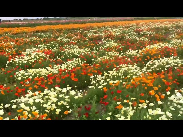 Poppy flowers in Saitama , Japan