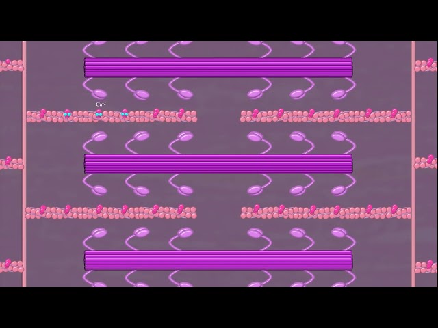 Muscle Contraction Explained!