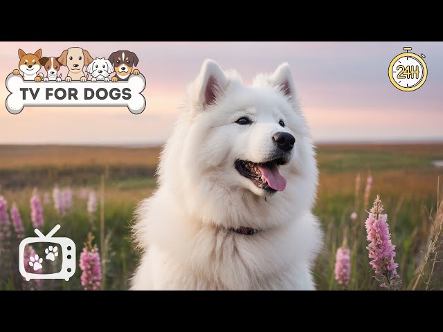 DOG TV: Anti-Anxiety Music Video for Dogs When Home Alone - Best Music Collection Relax for Dogs