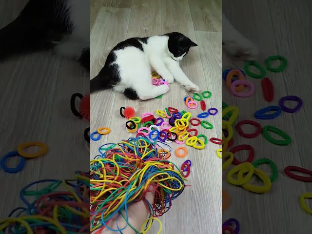 Funny🤣 Cats ❤🐱 Marbles Beads Satisfying Reverse Video