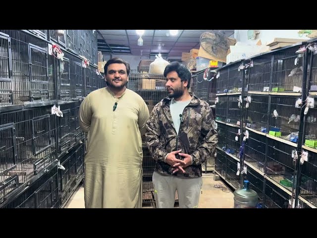 Multan Sunday Birds Market Rasheedabad 04 February 2025 | pakistan bird market video